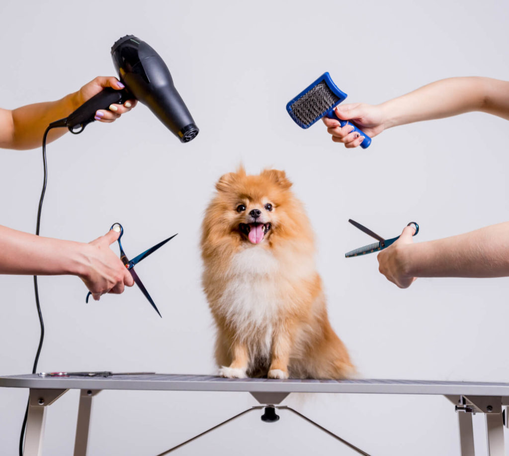 stock-photo-professional-cares-for-a-dog-in-a-specialized-salon-groomers-holding-tools-at-the-hands-white-1165602430